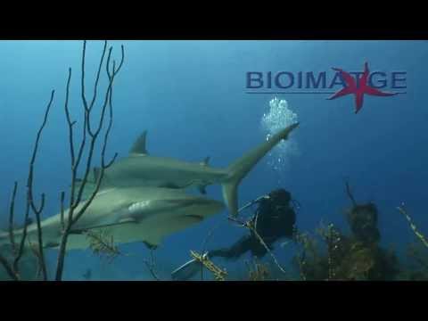 Bioimatge, un reportaje de Manel GonzÃ¡lez en las aguas de la Reserva Marina de Jardines de la Reina en Cuba, destaca el buen estado de la poblaciÃ³n de tiburones