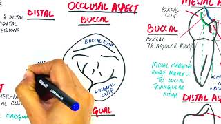 Anatomy of Mandibular First Premolar  Tooth Morphology