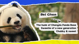 Panda Chat Group: Bei Chen’s Personal Profile | iPanda