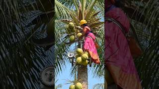 Future coconut harvesting machine climbing giant trees 😳🌴 | #shorts