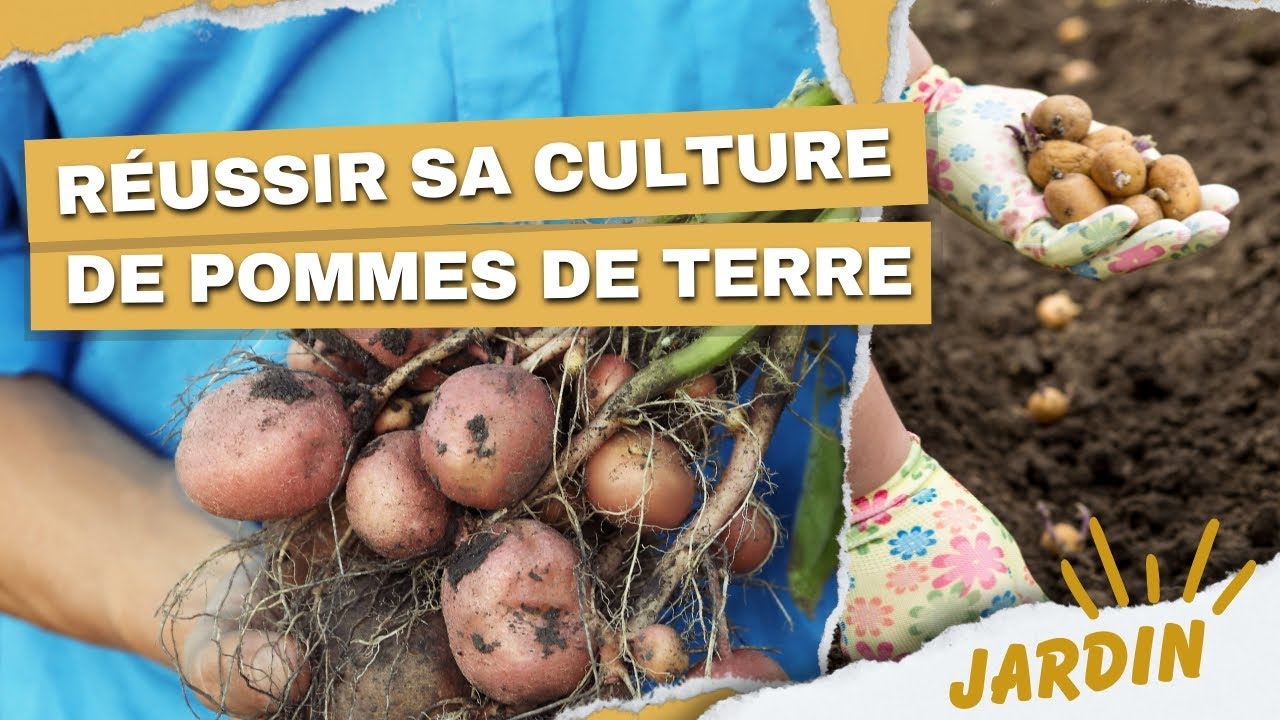 Comment cultiver des pommes de terre bio chez soi facilement ! YouTube — free download