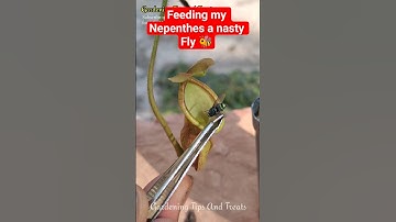 Feeding my Nepenthes a Fly & an Ant 🐝🐜    #shorts #nepenthes  #carnivorousplant #pitcherplant #short