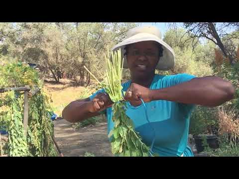 Video: Quinoa-plantinstructies - Kun je Quinoa in de tuin laten groeien?