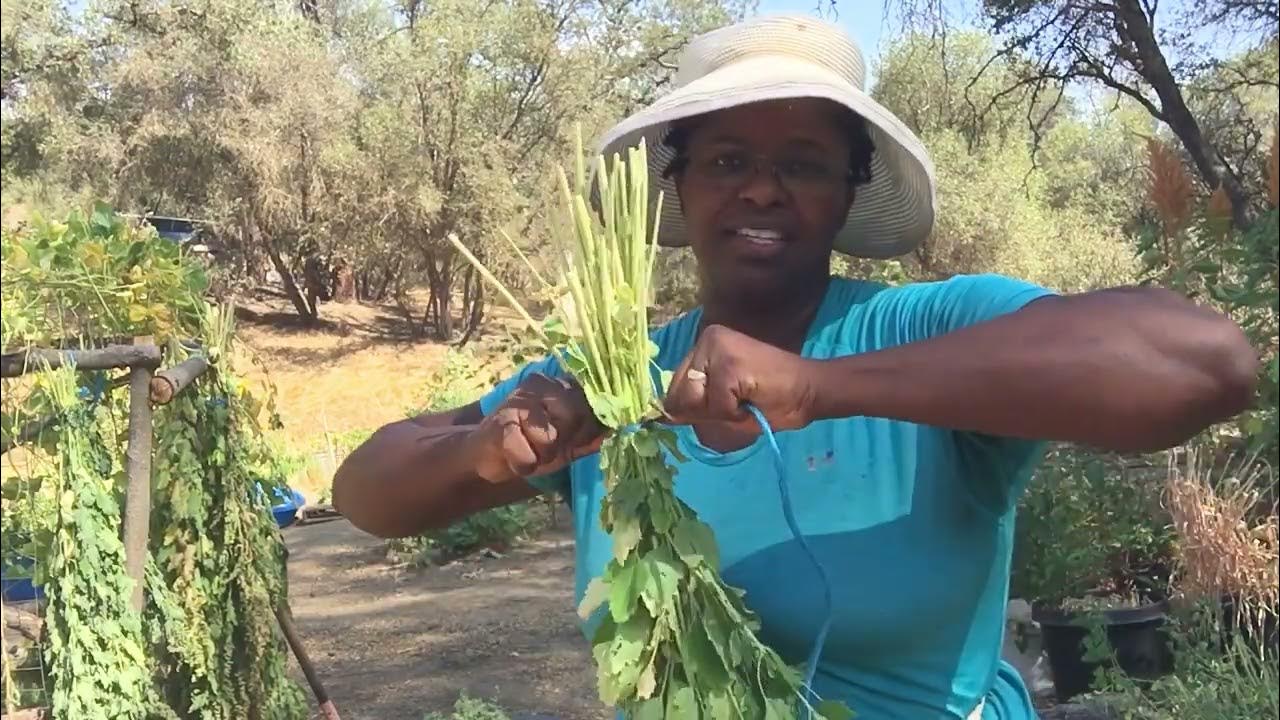 Harvesting Quinoa! Growing and drying grain for storage YouTube