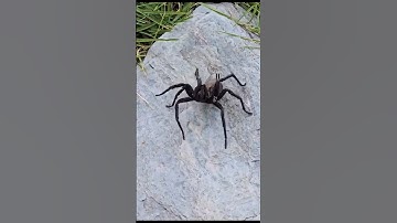 Tom Patterson BIT by a HUGE SPIDER!