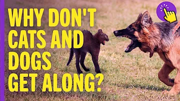 Do dogs eat cats or just kill them?