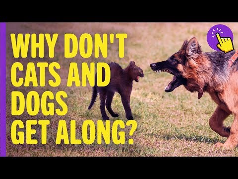 Video: Why Dogs Don't Like Cats