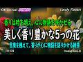 Lovely Flowers:組曲「美しく香り豊かな5つの花」