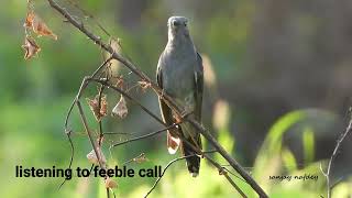 Bird Communication - Grey Bellied Cuckoo hard & soft calls & response screenshot 5