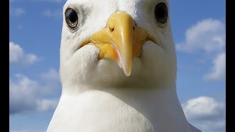 Bird Game 3 Devlog #0