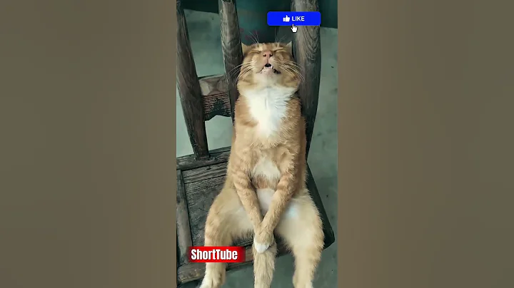 Kucing Tertidur Pulas Setelah Bergadang ‼️😂 #kucinglucu #tertidur #viral