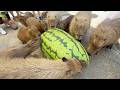 Capybaras vs Giant Watermelon at Nagasaki Bio Park, Japan! 🍉