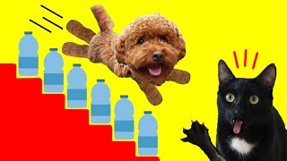 Gatos Luna y Estrella y mi perro vs el desafío de las botellas de agua / Videos de gatitos