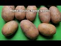 Сорт картофеля Вега. Potato seeds Vega.