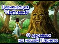 О деревьях на нашей планете