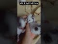 Little kitten sisters  shorts kitten ytshorts scottishfold kittensisters