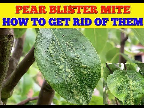 ቪዲዮ: Blister Leaf Mites - የወይን ቅጠል አረፋ መረጃ እና ቁጥጥር