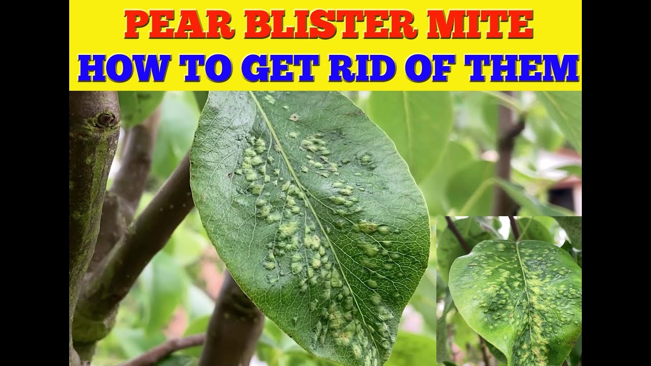 Pear Tree Blister Mites