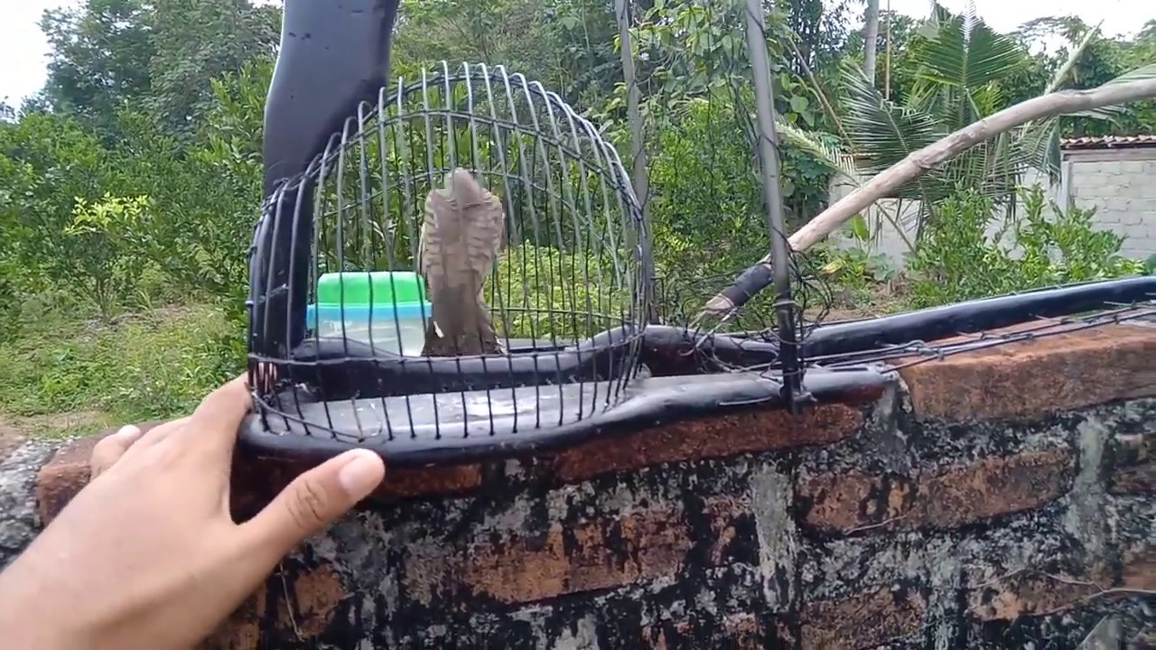 Cara Membuat Sangkar Pikat Perkutut Sarekil