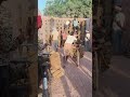 ZIG GAZ Bhatta company Muzammil mistri thekedar