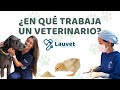 ÁREAS DE TRABAJO PARA UN MÉDICO VETERINARIO - Lauvet