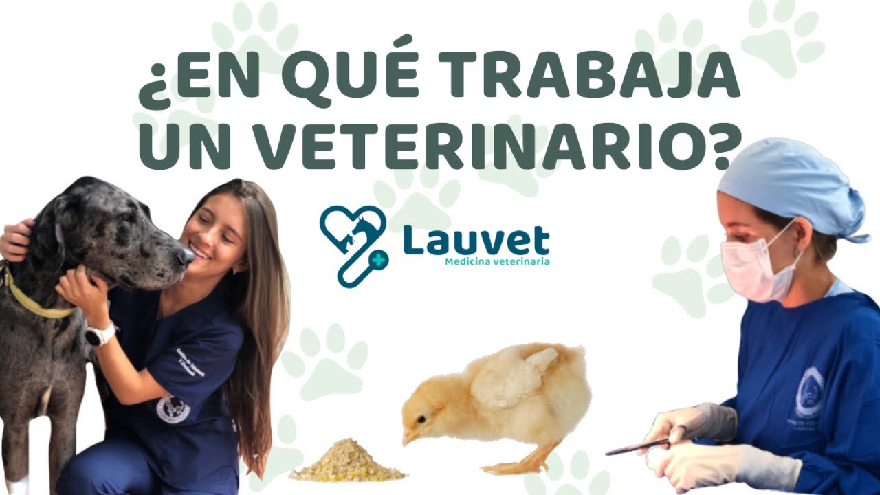 Que estudiar para ser veterinario