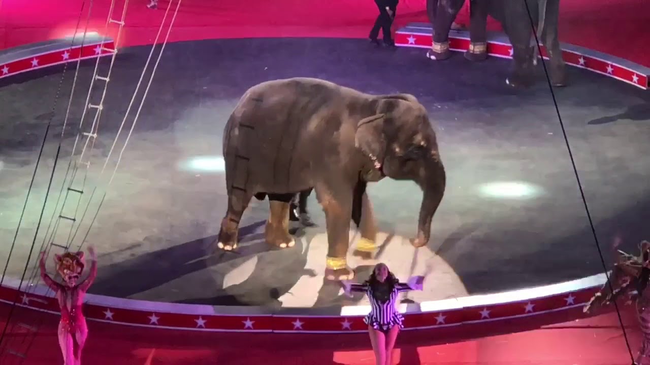 THE TRIPOLI SHRINE CIRCUS 🐘 2018 in MILWAUKEE, WI 🎪 LIVE Animal Tricks and FUN 🐯 Jen's Universe 💖