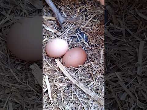 #яйца #природа #здоровье #еда #курица #животные #chicken #animals #organic #farming #healthy #food