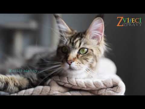 Video: Co Je Taurin A Proč To Kočky Potřebují?
