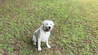 Rosie  first off leash session