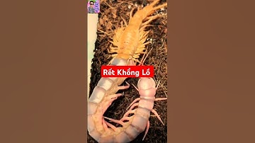CẬN CẢNH CON RẾT KHỔNG LỒ LỘT VỎ