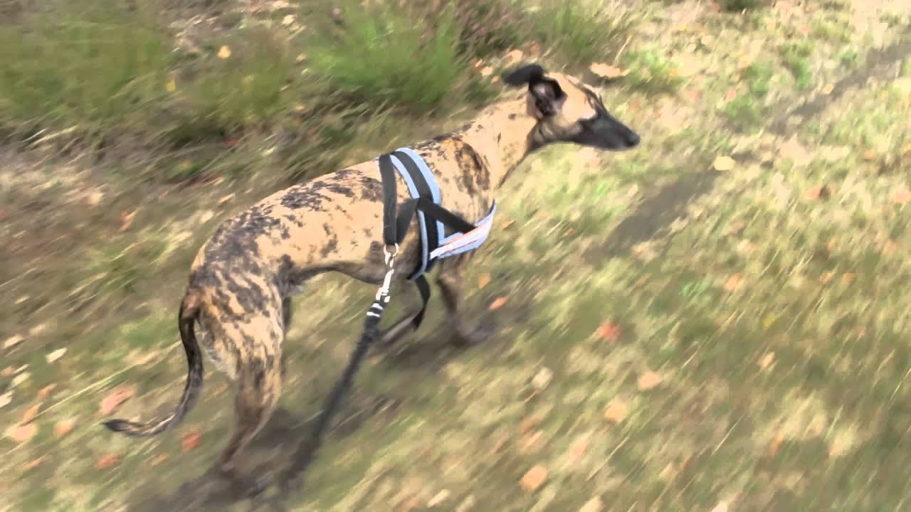 Dog walk and camera test YouTube