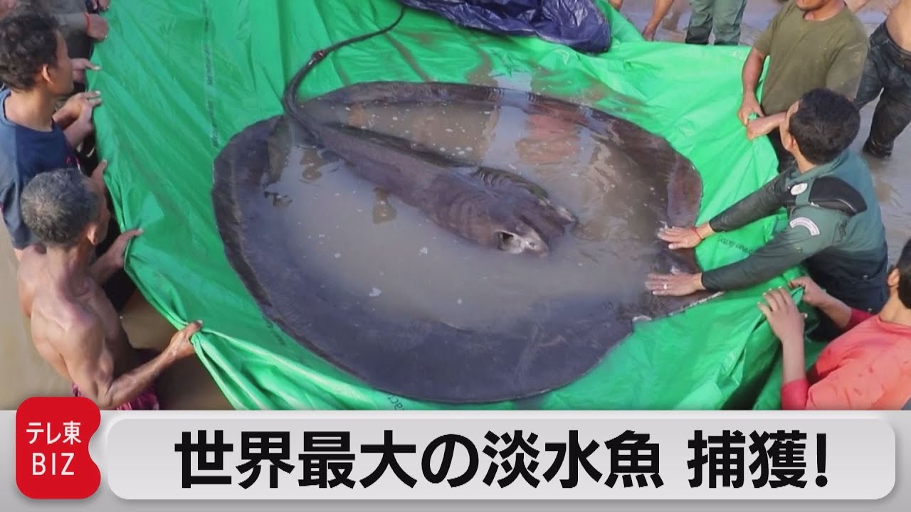 Weighing in at 300 kg! The world's largest freshwater stingray