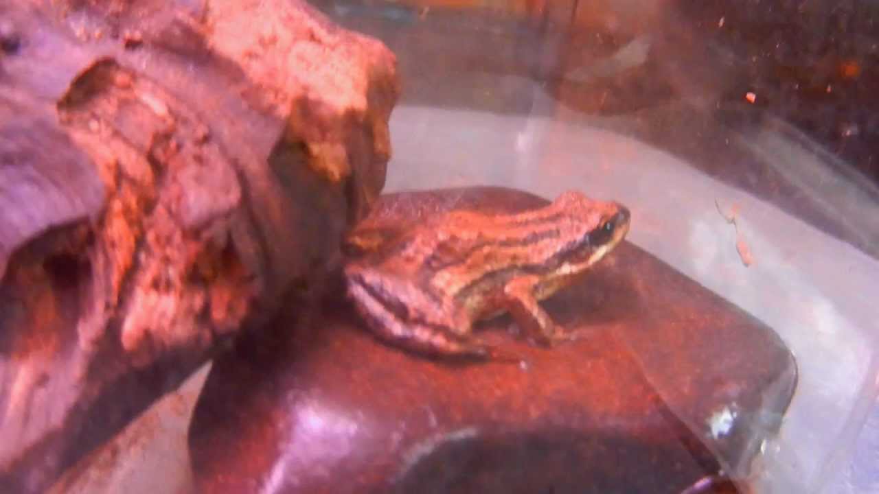 My First Chorus Frog ( Pseudacris triseriata )