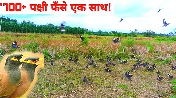 "Unbelievable Bird Trap in Open Field – 100+ Birds Caught on Camera!" #MasterBirdTrapper