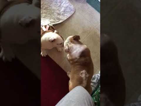 camera iphone 8 plus apk Rainey and Ellie