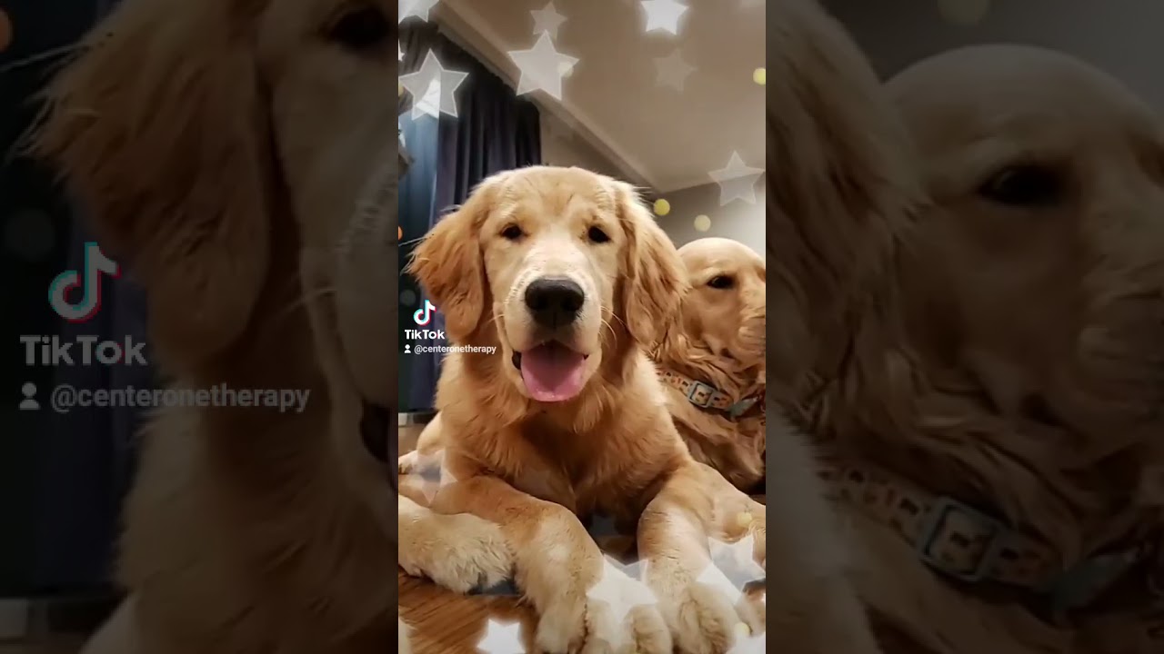 Golden Retriever Therapy Pups Down Time