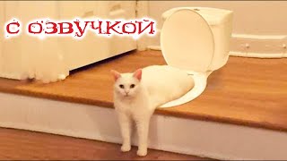 Приколы С Котами С Озвучкой! Самые Смешные Животные! До Слёз!