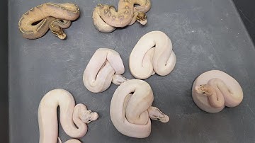 Pastel Highway x Ivory Clutch updated