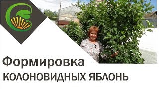 видео: Формировка колоновидных яблонь картинка: Формировка колоновидных яблонь