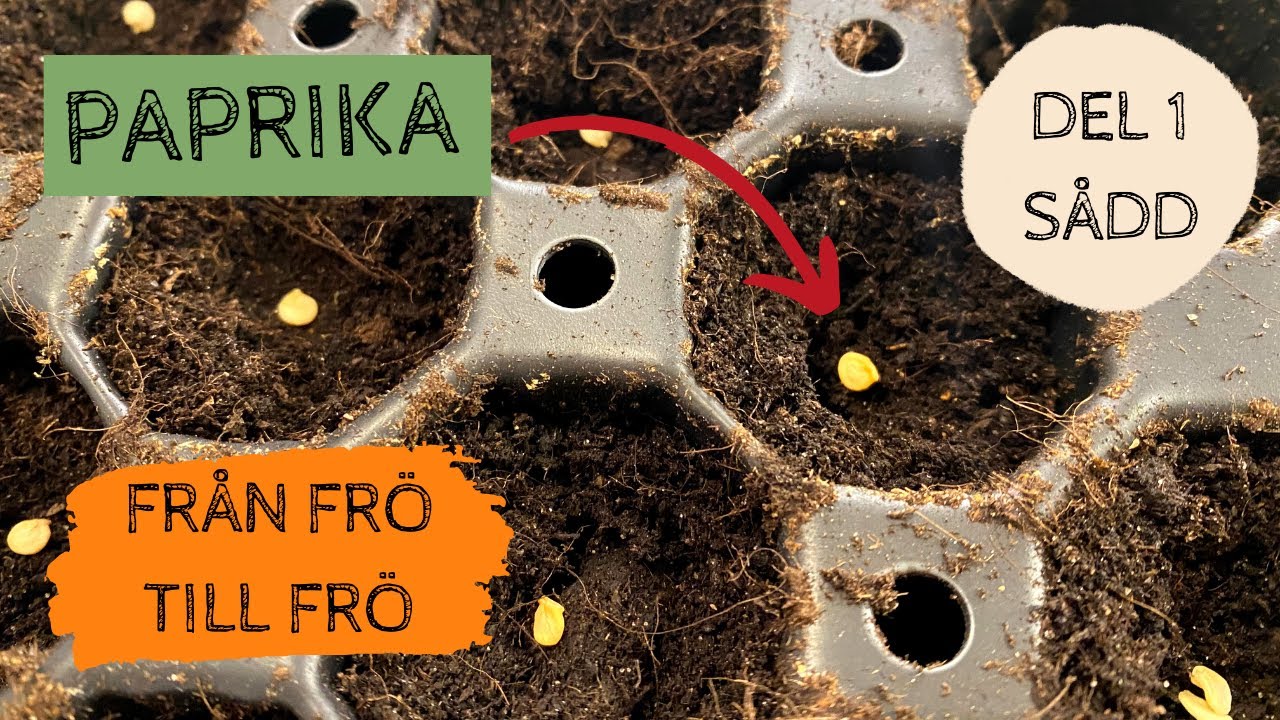 PAPRIKA - Från frö till frö - Del 1: Sådd
