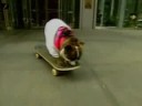 Sabrina - Skateboarding Dog