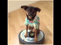 Blaine Danzig rides a Roomba like a boss (Brussels Griffon)