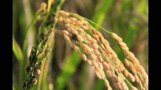 Yaizu.. a place to go back