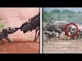 15 HORRIFIC Ways Wild Dogs Kill Their Prey