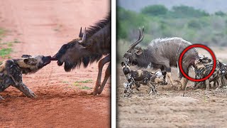 Impalas Dying In A Wild Dogs Jaw