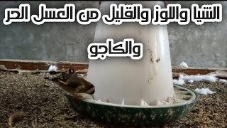 تجهيز اناث وذكور الحسون باشية واللوز والكاجو والعسل الحر