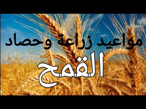 فيديو: متى يزرع القمح الشتوي؟