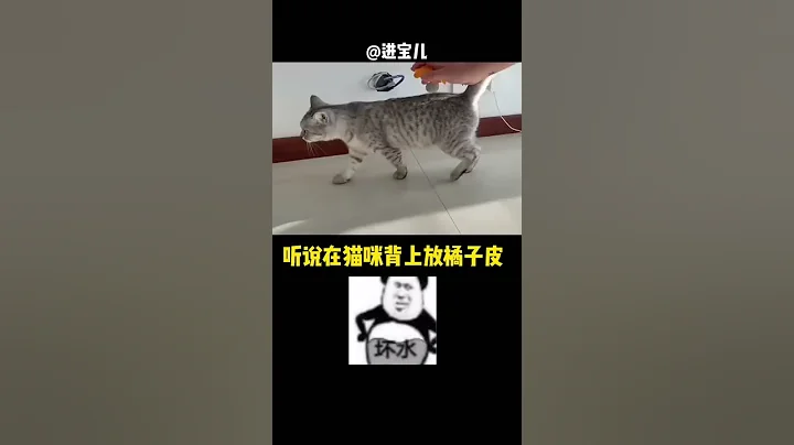 【牛奶是只猫】哈哈哈哈哈定猫神皮！！果然好用！#金渐层 - 天天要闻