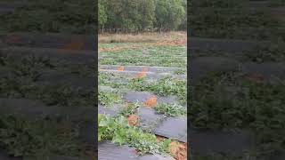 Watermelon Farming